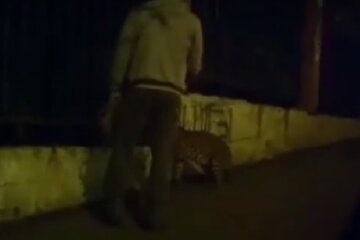 Киевлянин вышел на прогулку с леопардом, появилось видео: "лишь бы дома не сидеть"