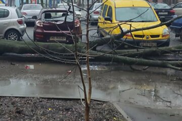 В Харькове возле магазина на тротуар рухнуло дерево, кадры: рядом были люди