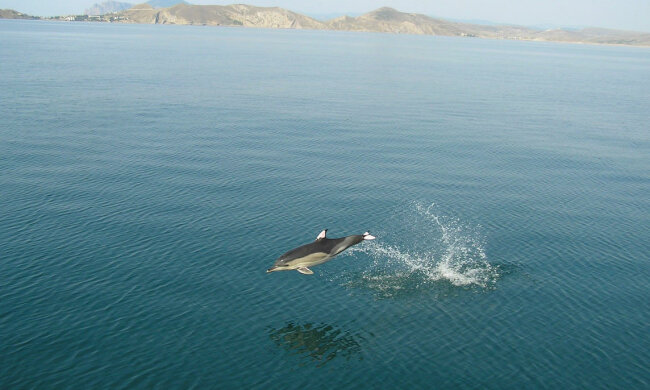 Черное море на пороге катастрофы: «Может исчезнуть навсегда»