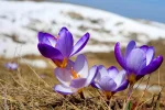весна потепление оттепель цветы оттепель