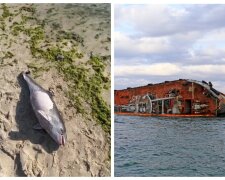 Последствия крушения танкера "Делфи": на берег начали выбрасываться дельфины, видео
