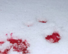 кровь на снегу