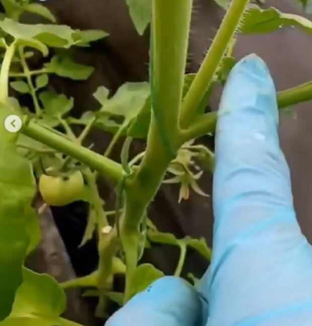 как вырастить помидоры