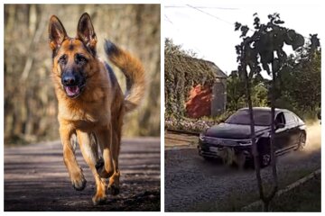 На Одесчине неадекват на авто гонялся за собакой по улицам: возмутительное видео