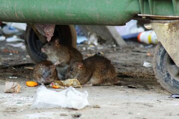 Украинцы страдают от нашествия крыс, кадры поражают: ситуация выходит из-под контроля