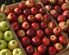 До чого привели рекордні збори яблук в Україні: “більше не вистачить”