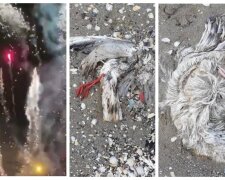 Птахи розкидані по всьому пляжу: в мережі показали трагічні наслідки салюту в Одесі, кадри