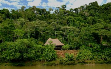 джунгли, лес, дом