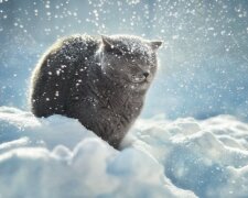 зима снег кот