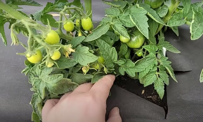 огород, помидоры