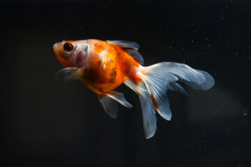 Золотая рыбка фото