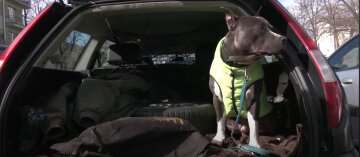 Украинцев восхитил пес-таксист, видео: "Очень добрый, ласковый, агрессии никакой нет"