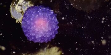 Науковці виявили на дні океану таємничу фіолетову сферу (відео)