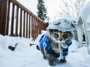 кот, мороз, зима
