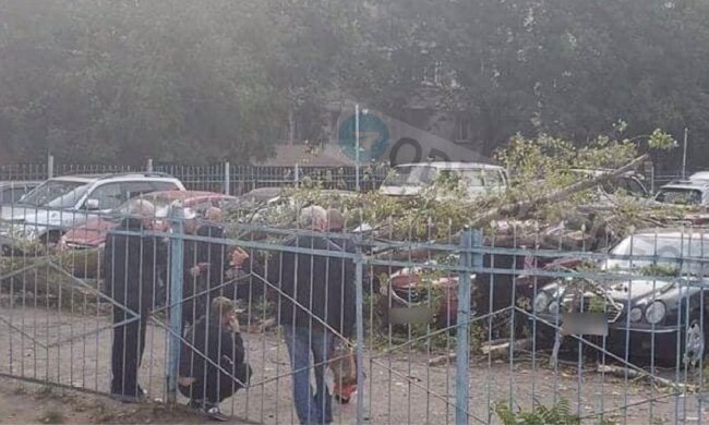 Дерево завалилося і розтрощило автомобілі в Одесі, люди не вірять своїм очам: кадри НП