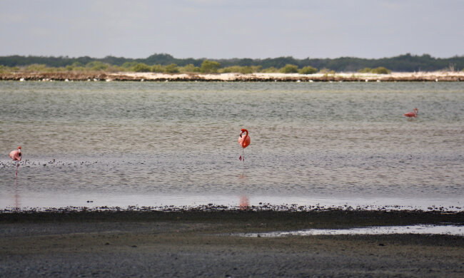мексиканский залив фламинго