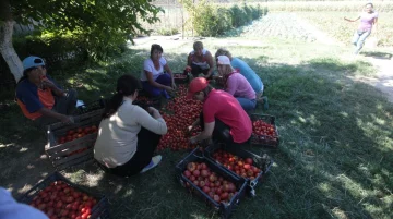 Як експлуатують дітей у Мукачівському інтернаті (фото)