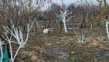 побілка дерев, сад і город