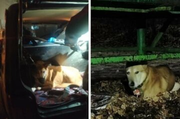 Киевлянка оставила пса на улице, а сама уехала в Польшу: стала известная судьба Джека