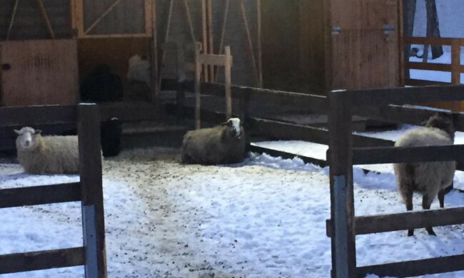 В сети показали уникальную ферму среди многоэтажек Киева: "свиньи, овцы и..."