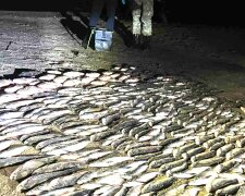 На Миколаївщині затримали браконьєра з "уловом" на 390 тисяч гривень: Держекоінспекція показала результат рейду