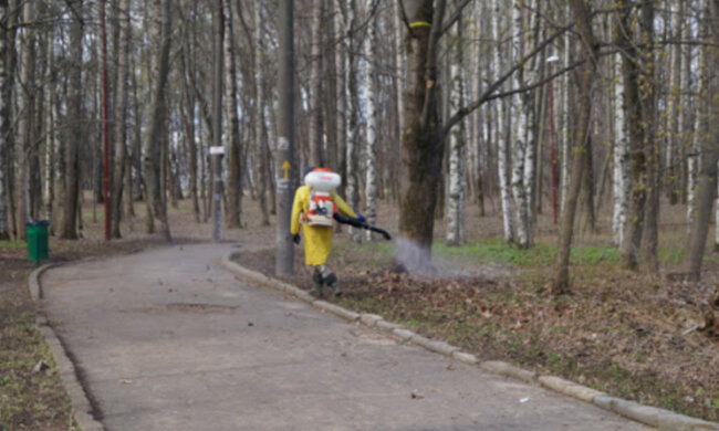 "Стрибають людям прямо на голову": Дніпро окупували небезпечні паразити, кадри