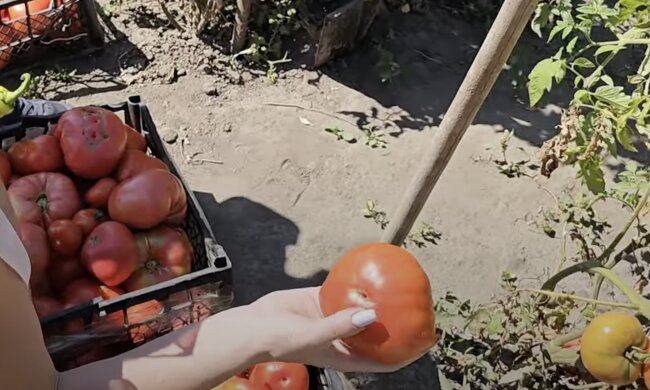 помидоры