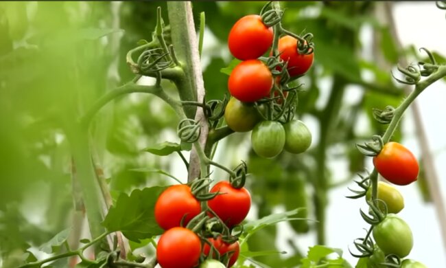 Чем прикормить помидоры летом: фермер назвал лучшие удобрения