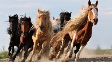 Одесские копы устроили погоню за табуном коней: кадры облетели  сеть