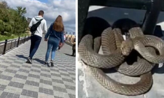 Харьковчанин загремел в больницу из-за укуса змеи: предупреждение медиков