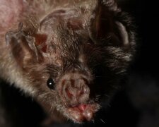 Летучие мыши-вампиры впервые напали на человека (фото)