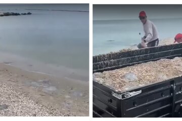 На популярному українському курорті медуз вивозять причепами, відео: "розчищають пляж"