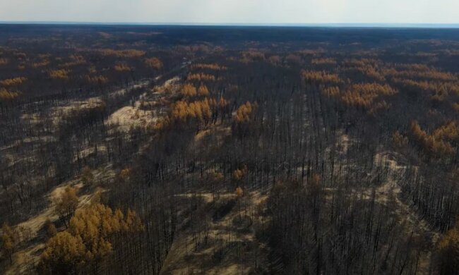 "Другий Чорнобиль": у мережі показали наслідки лісових пожеж на Луганщині