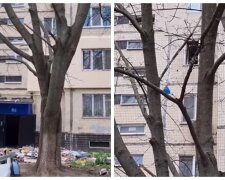 "Весняне загострення": одесит викидав з вікна багатоповерхівки меблі, техніку та інше, відео