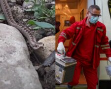 Опасные змеи атакуют дома украинцев, врачи бью тревогу: "Антидота против яда нет"