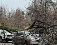 ЧП в Харькове: дерево рухнуло прямо на проезжую часть, движение заблокировано, фото