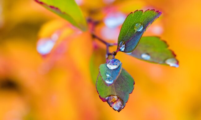 дождь, погода, лето, весна