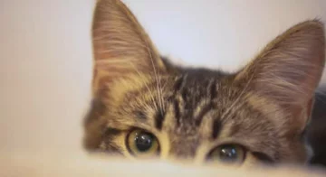 кот