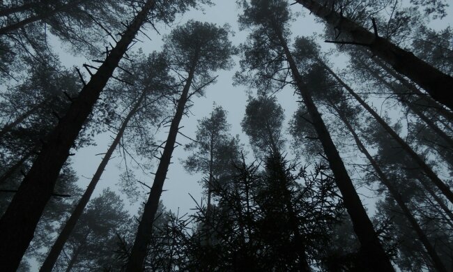 лес деревья