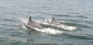 Дельфіни підпливли до самого берега в Одесі: рідкісні кадри показали в мережі