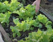 Урожай листового салата