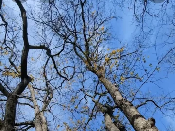 Прогноз погоды на неделю с 3 по 9 ноября в Запорожье.