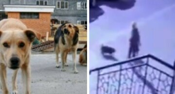 На Харьковщине пять бойцовских собак загрызли женщину: в полиции раскрыли детали