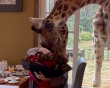 "Это лучший день в моей жизни": вдова Кернеса показала, как развлекается с жирафом