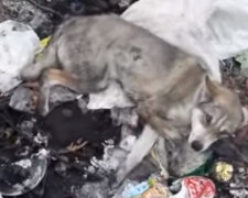 "Це вже не люди": підлітки побили беззахисного пса і викинули на смітник, дикі кадри