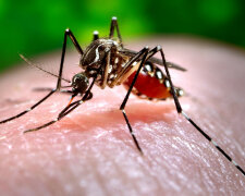 З вірусом Зика боротимуться ГМО-комарами