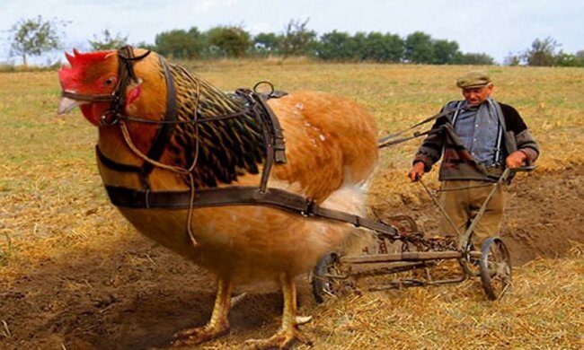 Золотая курица