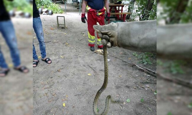 Змії заповнили Дніпро: кадри події на дитячому майданчику в центрі міста