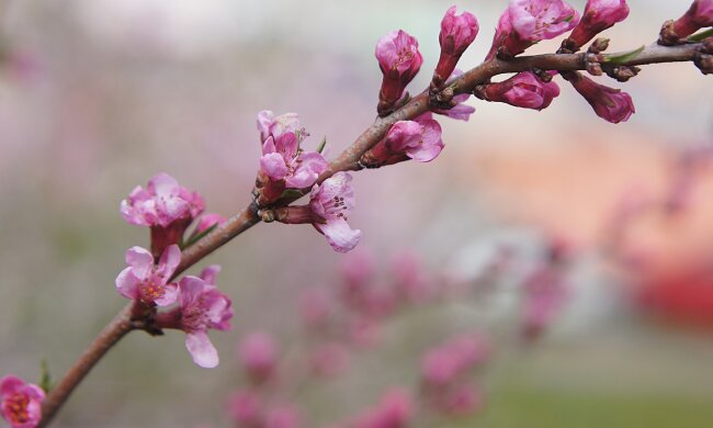 весна, погода, цветок