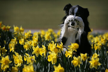 Весна, цветы, собака, Getty Images